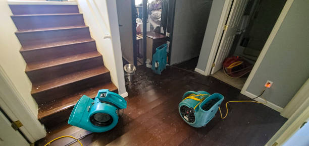 Best Mold removal after water damage  in Hayfield, VA