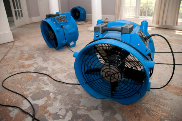 Best Mold removal after water damage  in Hayfield, VA